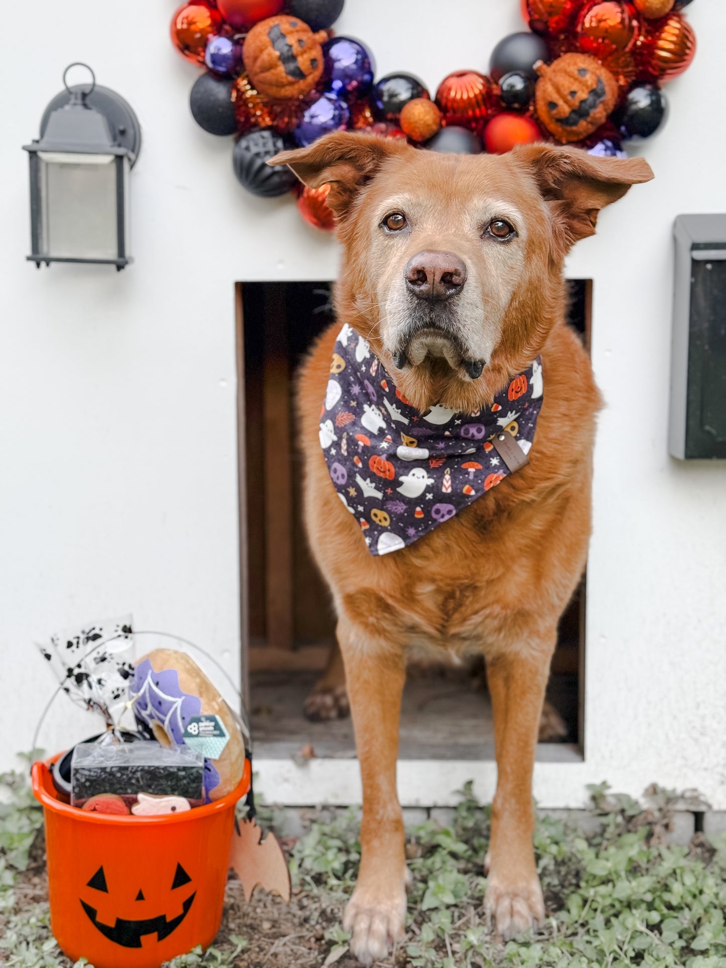 Howl-O-Ween Basket
